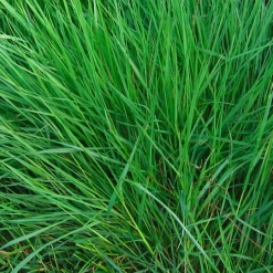 ECOstyle Aaltjes Tegen Larven Fruitmot