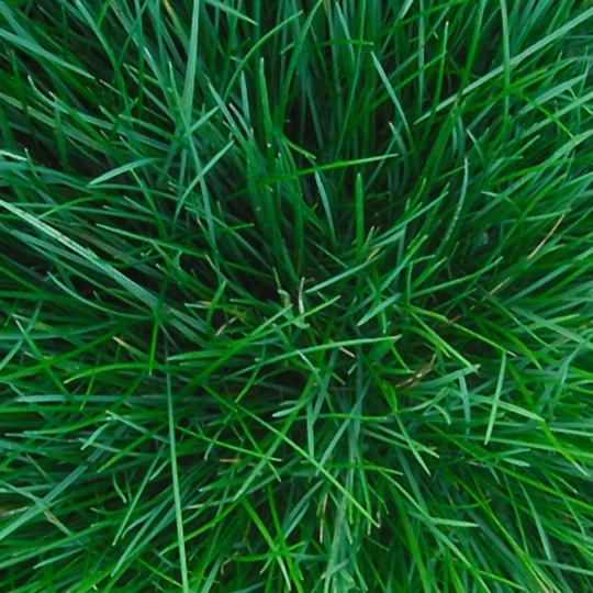 De Wiltfang Foxgloves Works Rood - Afbeelding 4