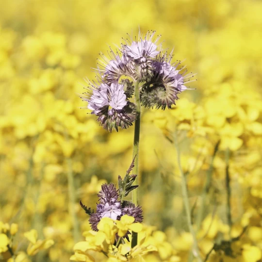 Earthway Meststrooier Voor 1001-B Zaaimachine