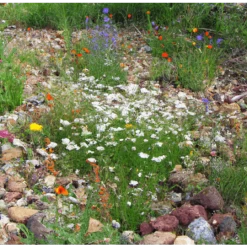 De Wiltfang Foxgloves Works Groen