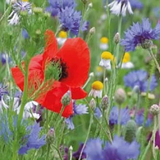 MRS Seeds & Mixtures Bloemenmengsel Inheems - Image 2