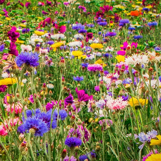 Ten Have Functionele Agro Biodiversiteit (FAB) Mengsel