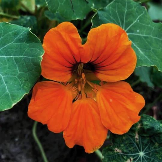 MRS Seeds & Mixtures Biologisch Lieveheersbeestjes Bloemenmengsel - Afbeelding 2