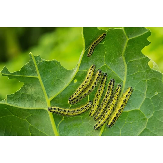 ECOstyle Aaltjes Tegen Rupsen - Afbeelding 2