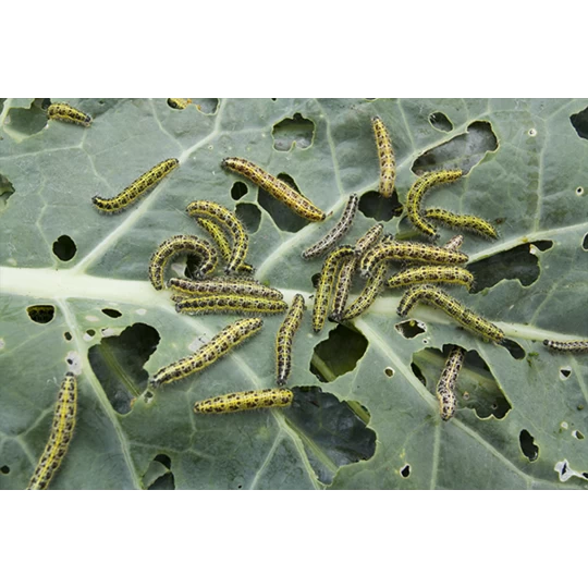 ECOstyle Aaltjes Tegen Rupsen - Afbeelding 3