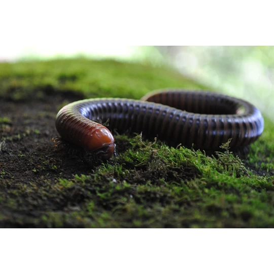 ECOstyle Aaltjes Tegen Miljoenpoten - Afbeelding 2
