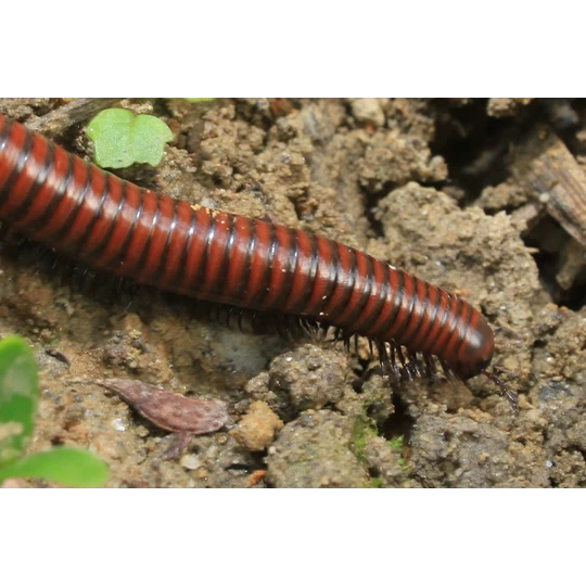 ECOstyle Aaltjes Tegen Miljoenpoten - Afbeelding 3