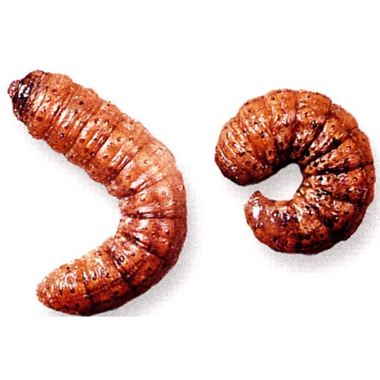 ECOstyle Aaltjes Tegen Aardrupsen - Afbeelding 2