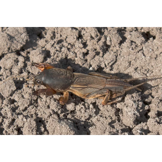ECOstyle Aaltjes Tegen Veenmollen - Afbeelding 2