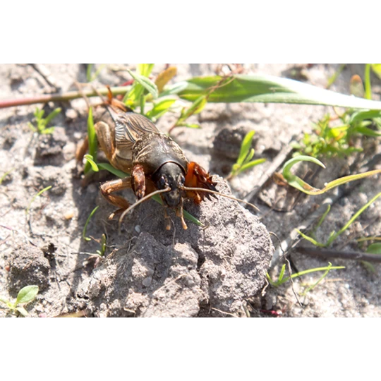 ECOstyle Aaltjes Tegen Veenmollen - Afbeelding 3