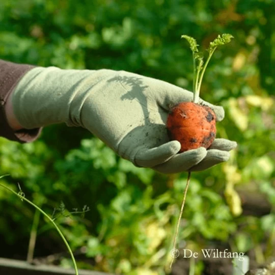 De Wiltfang Foxgloves Original - Afbeelding 9