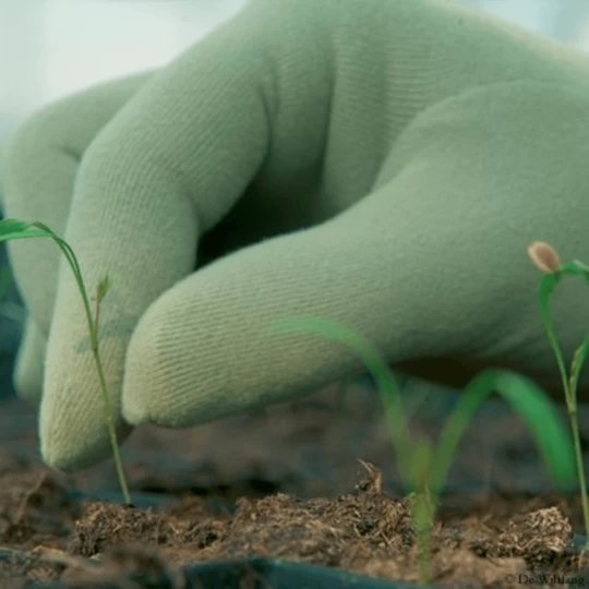 De Wiltfang Foxgloves Original - Afbeelding 10