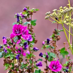 MRS Seeds & Mixtures OrgaMix Najaarsmeststof | 20kg