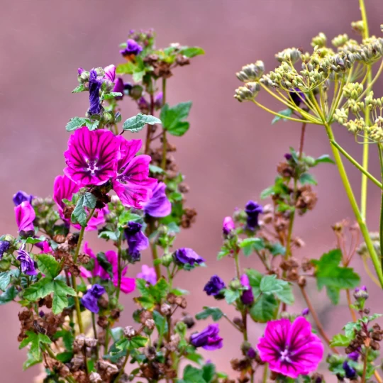 MRS Seeds & Mixtures OrgaMix Najaarsmeststof | 20kg