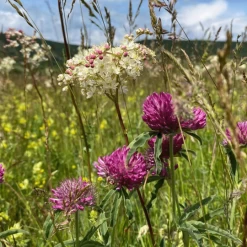 ECOstyle Aaltjes Tegen Larven Koolvlieg